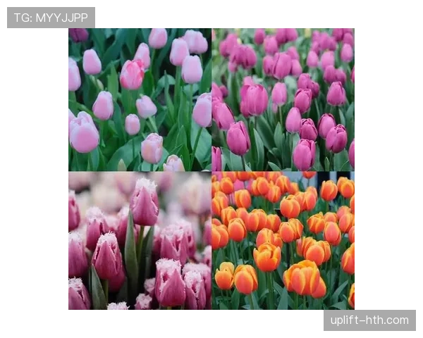 荷兰郁金香足球新赛季前瞻：新星闪耀，潜力球员表现备受期待